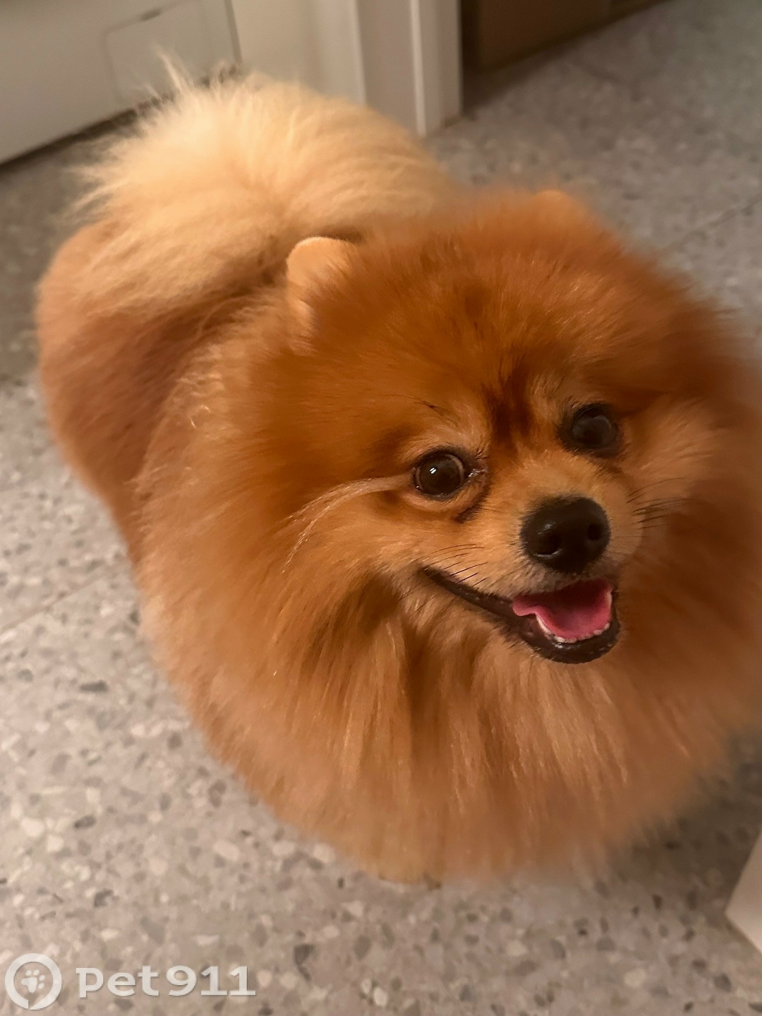 Найдена собака в Калининграде — фото объявления