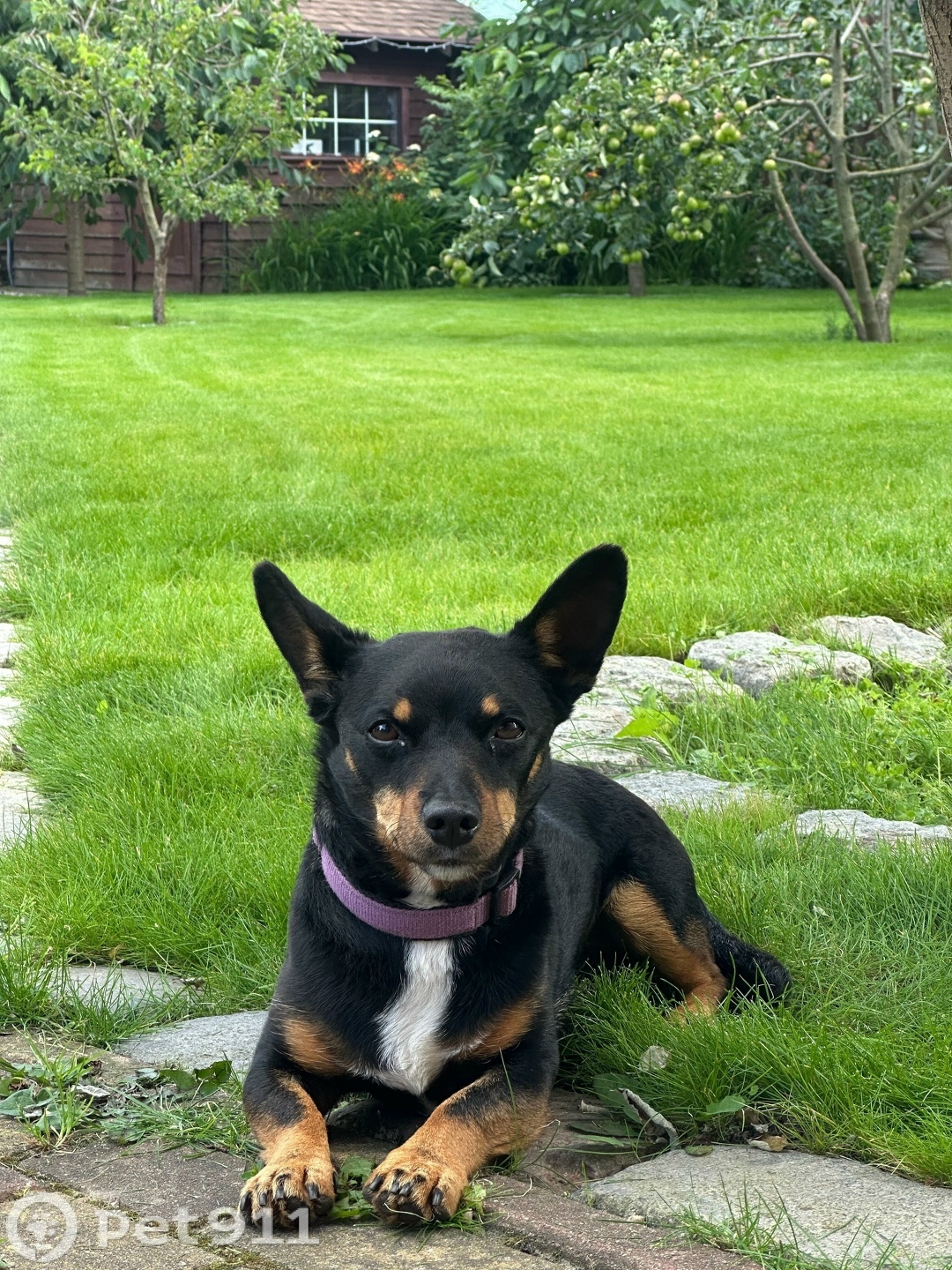 Пропала собака в Калининграде — фото объявления