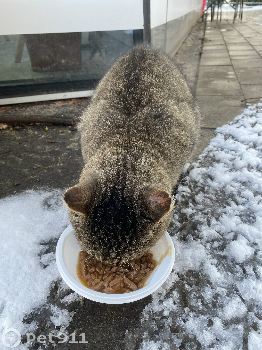 Найдена кошка в Калининграде — фото объявления