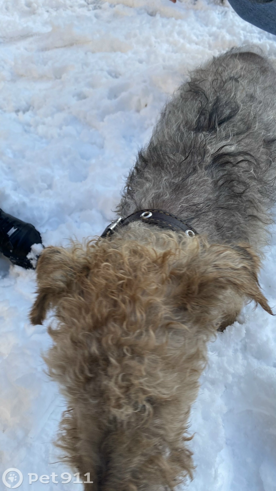 Найдена собака в Калининграде — фото объявления
