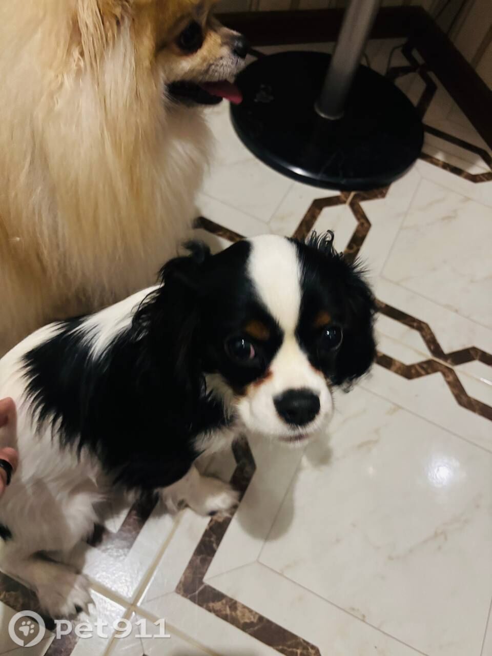 Найдена собака в Калининграде — фото объявления