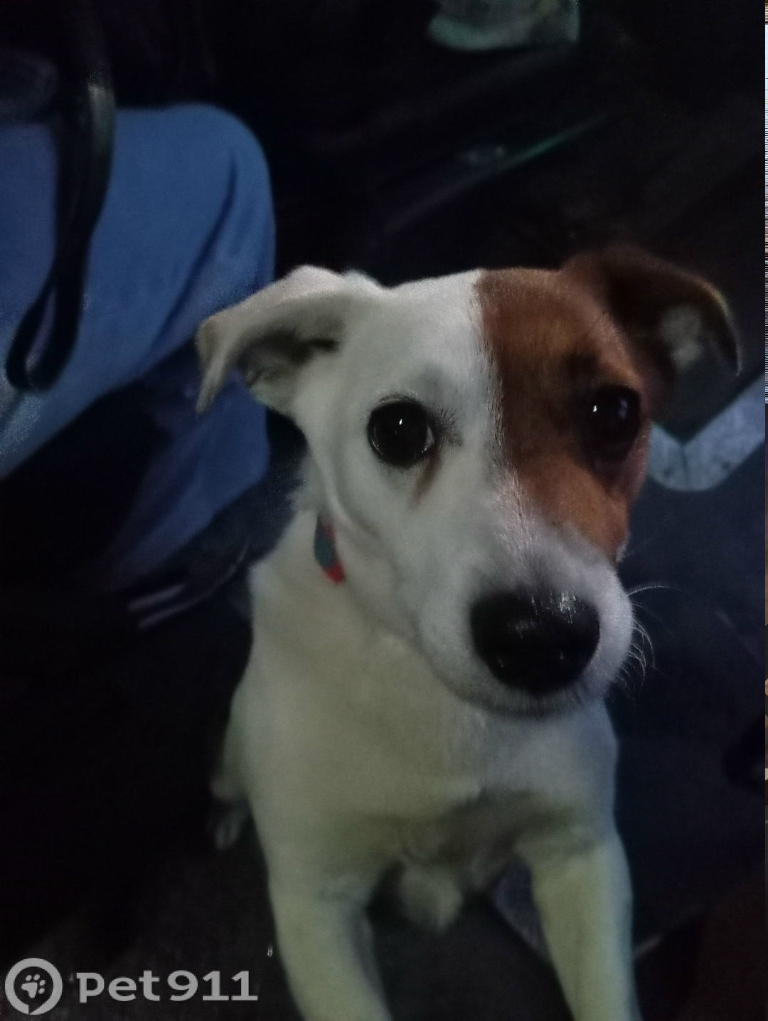 Найдена собака в Калининграде — фото объявления