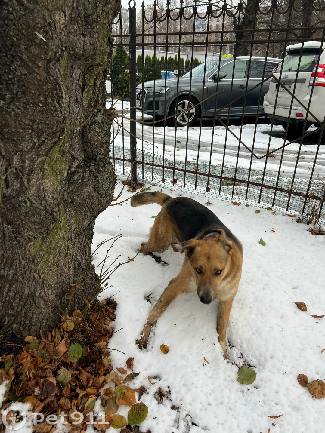 Найдена собака в Калининграде — фото объявления