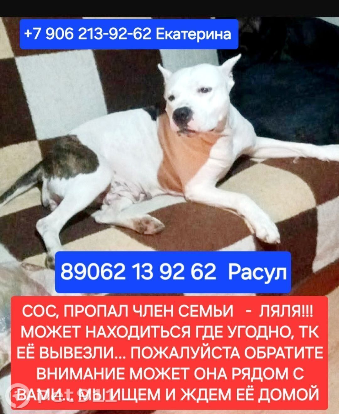 Пропала собака в Калининграде — фото объявления