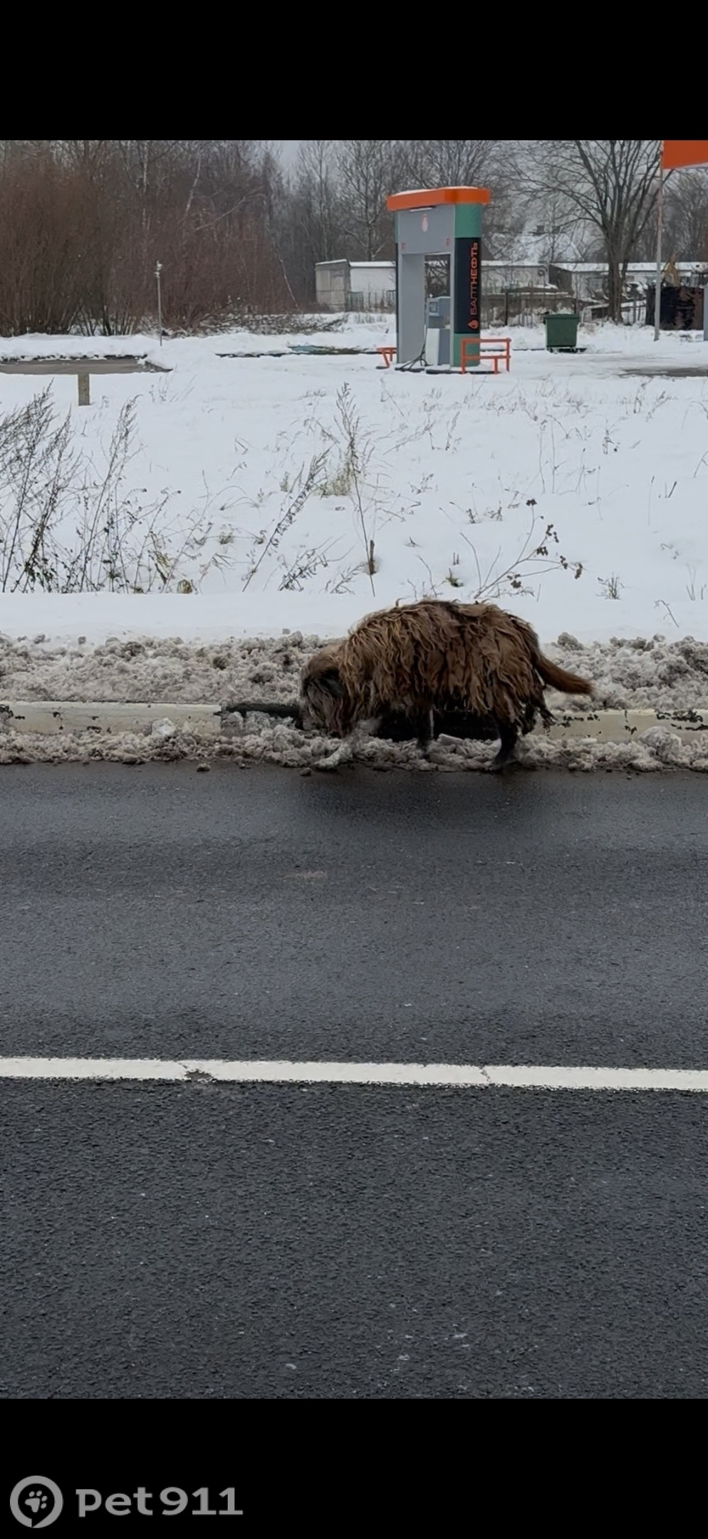 Найдена собака в Калининграде — фото объявления