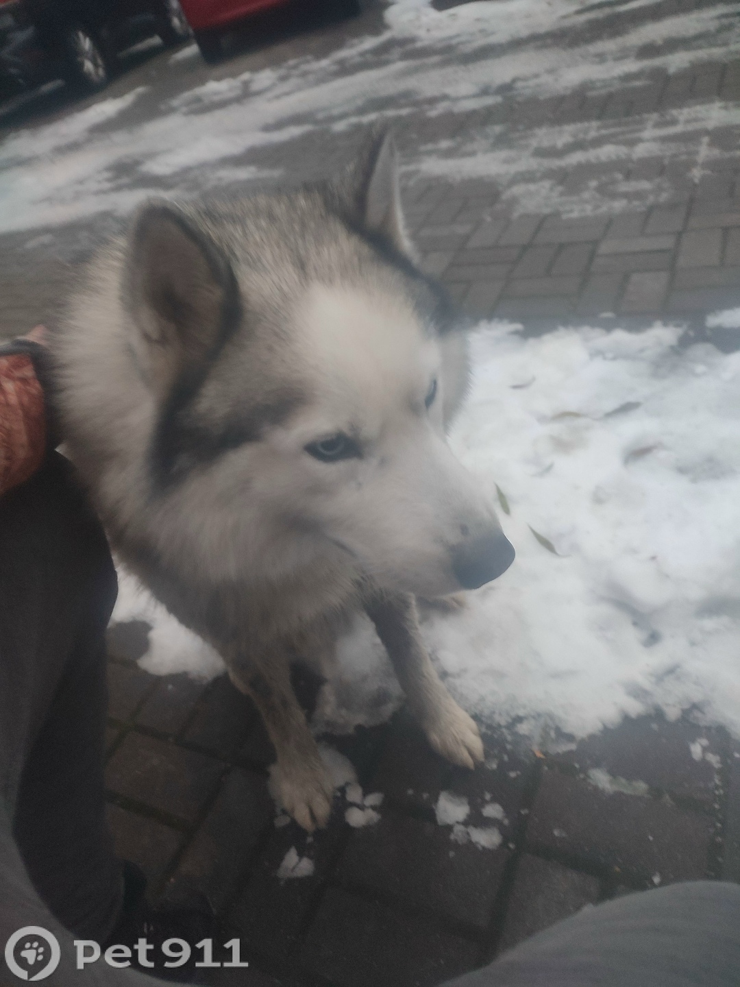 Найдена собака в Калининграде — фото объявления