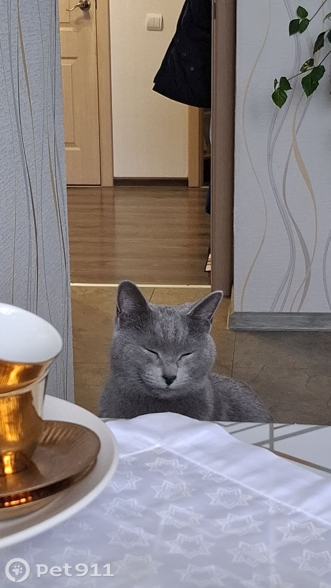 Пропала кошка в Калининграде — фото объявления