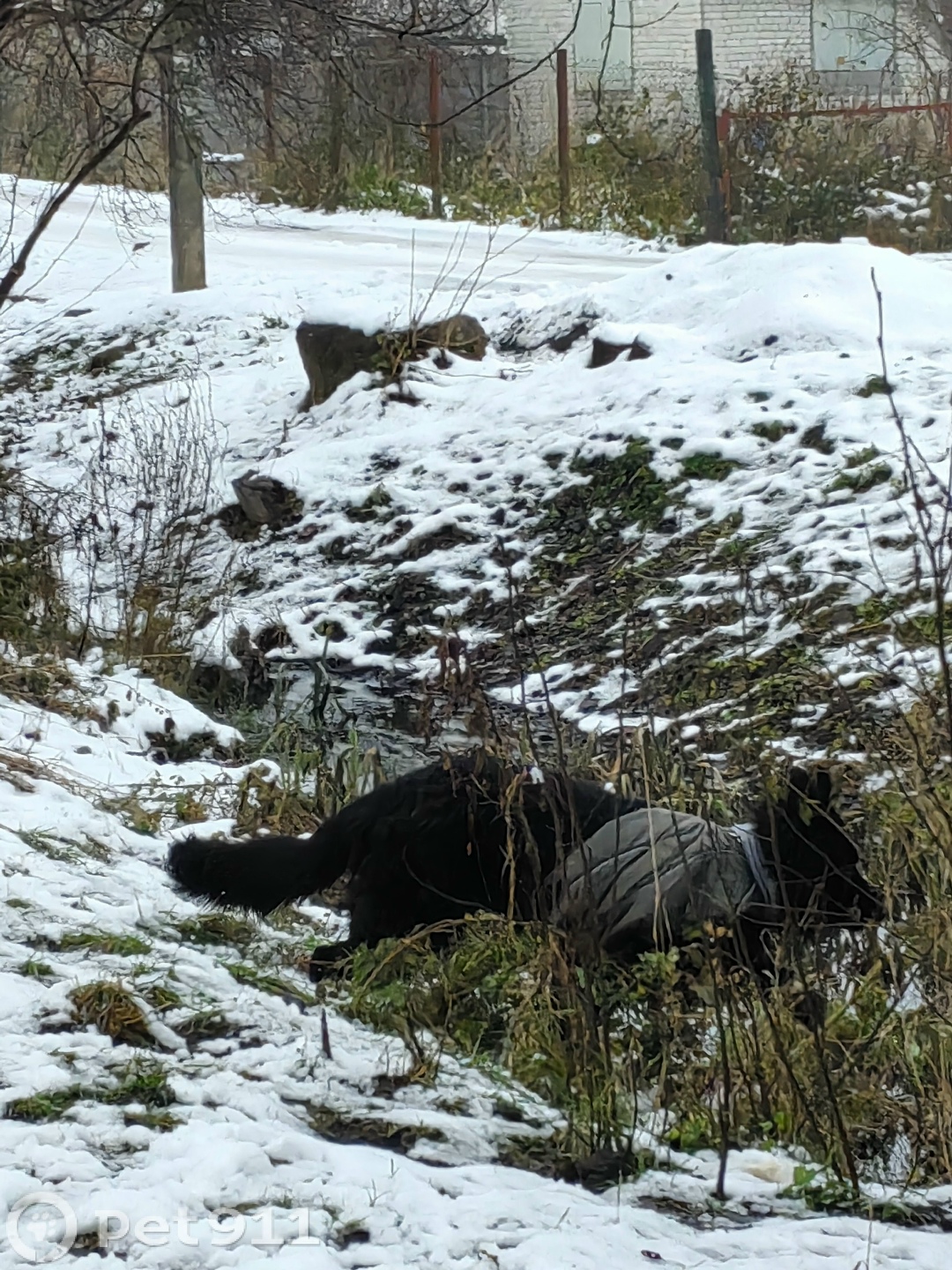 Найдена собака в Калининграде — фото объявления