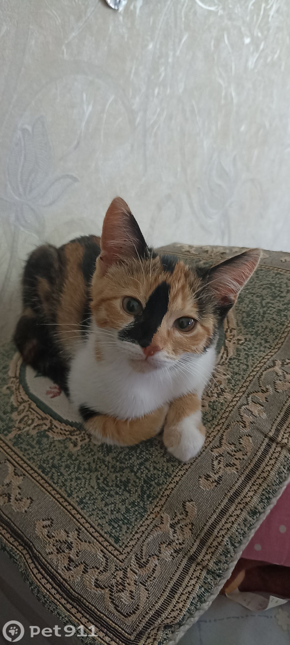 Пропала кошка в Калининграде — фото объявления