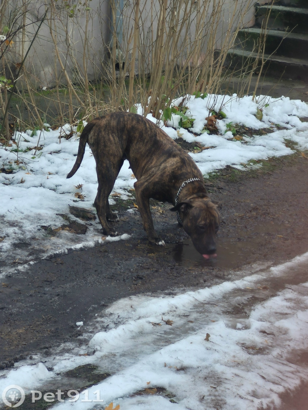 Найдена собака в Калининграде — фото объявления