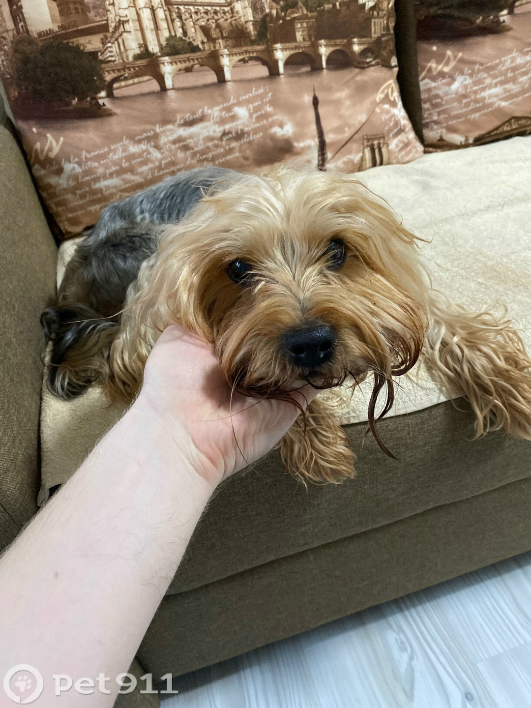 Найдена собака в Калининграде — фото объявления