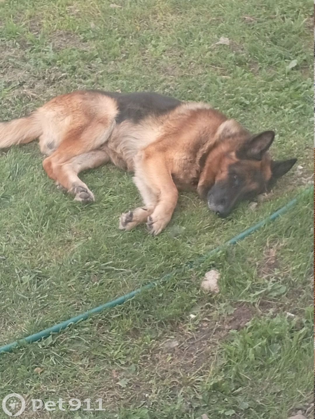 Пропала собака в Калининграде — фото объявления