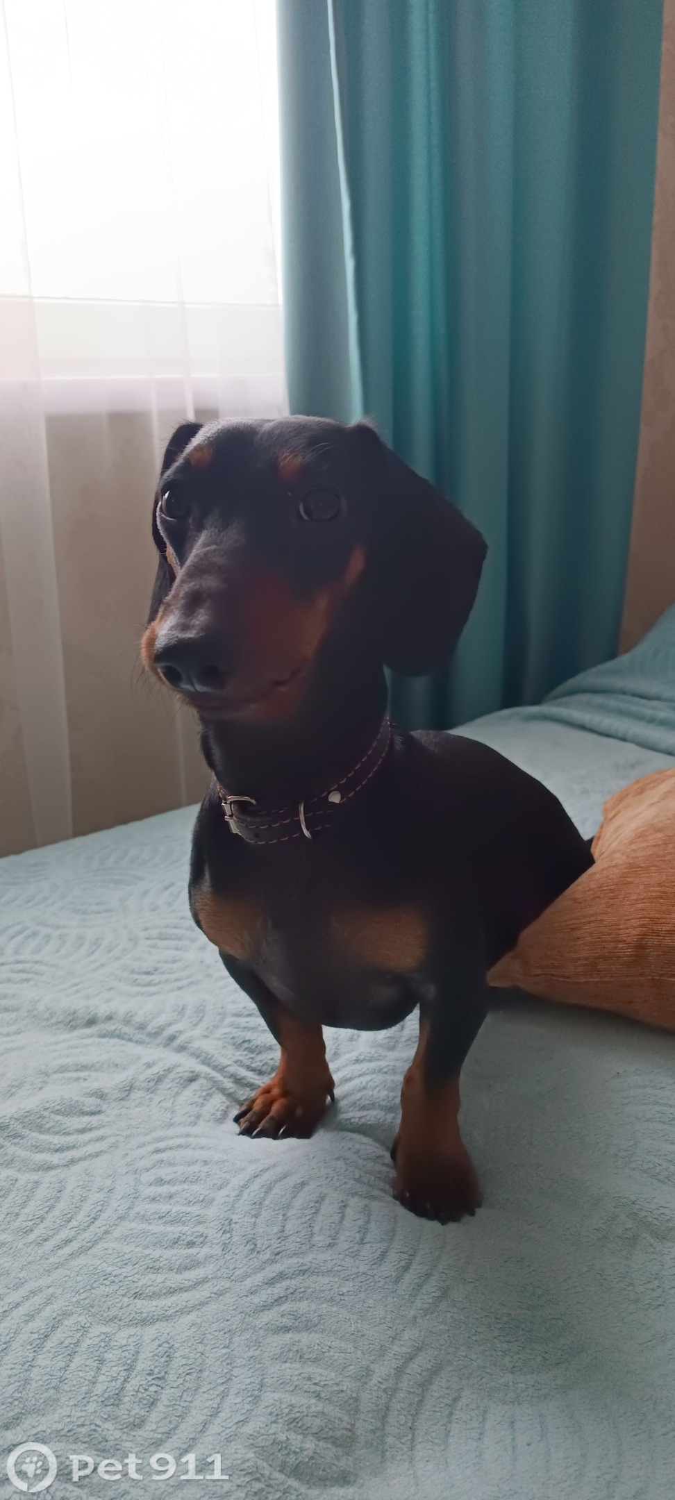 Найдена собака в Калининграде — фото объявления