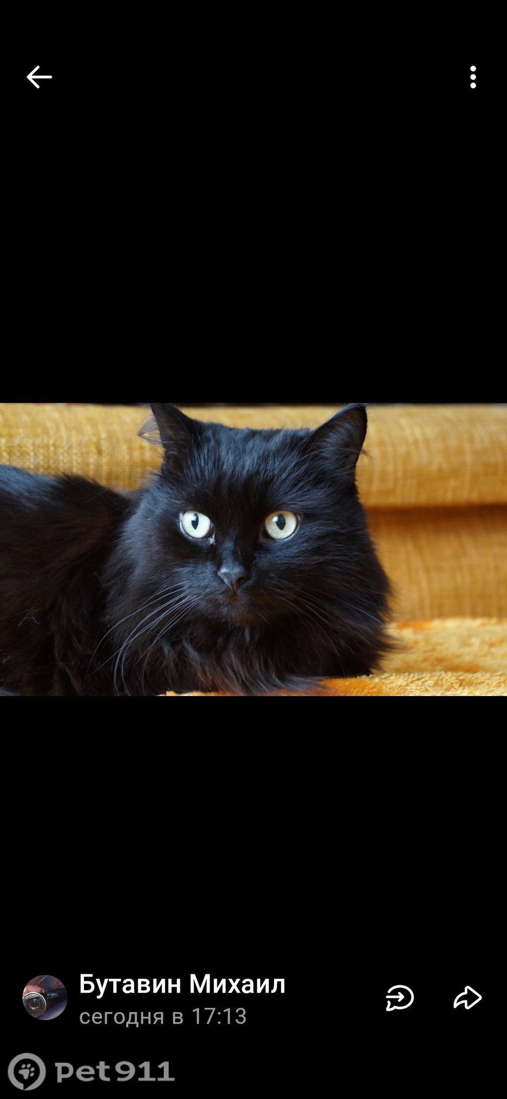 Пропала кошка в Калининграде — фото объявления