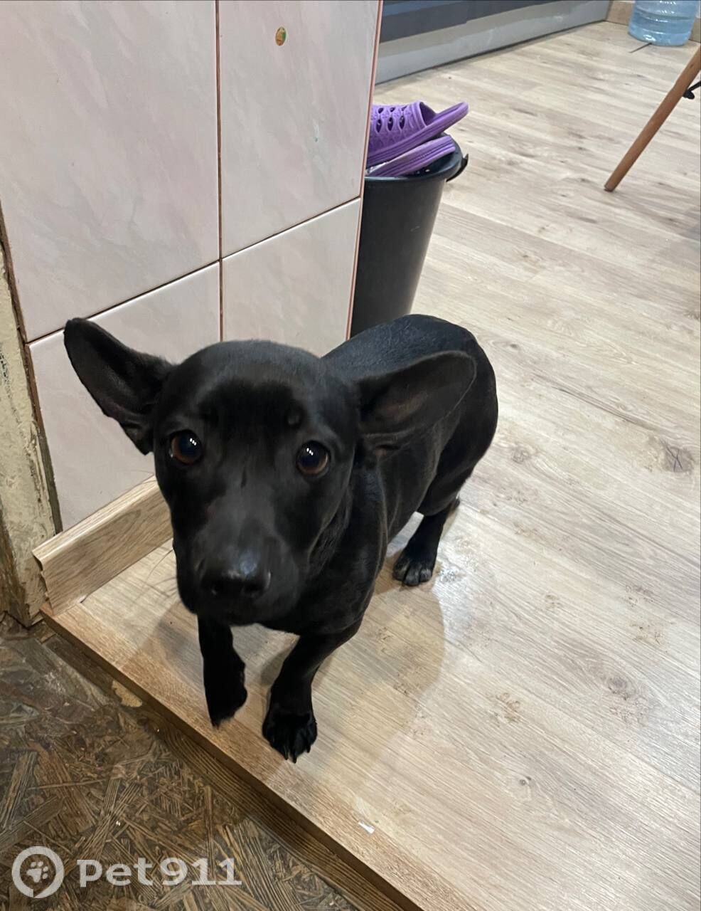 Найдена собака в Калининграде — фото объявления