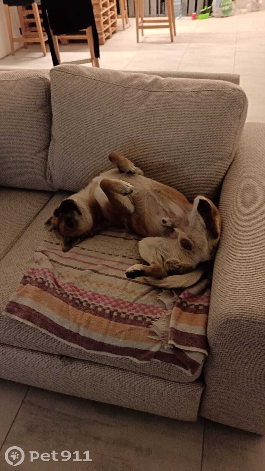 Найдена собака в Калининграде — фото объявления