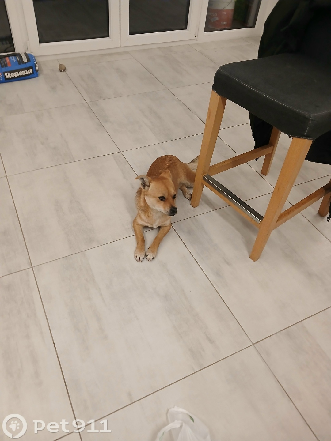 Найдена собака в Калининграде — фото объявления