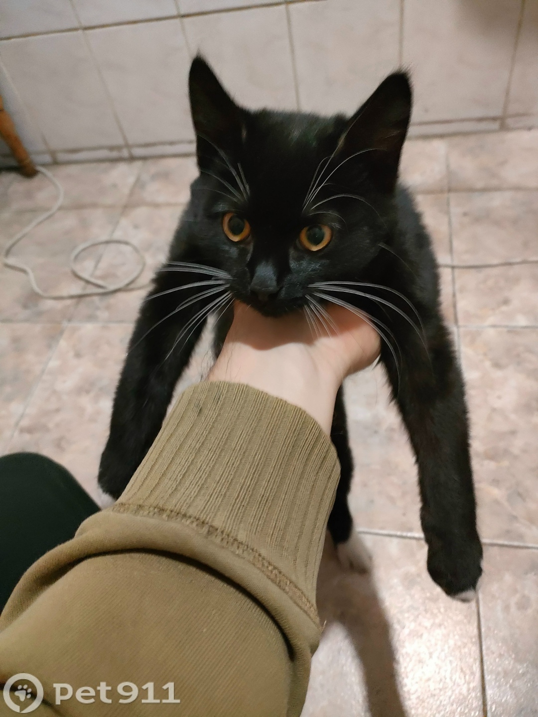 Найдена кошка в Калининграде — фото объявления