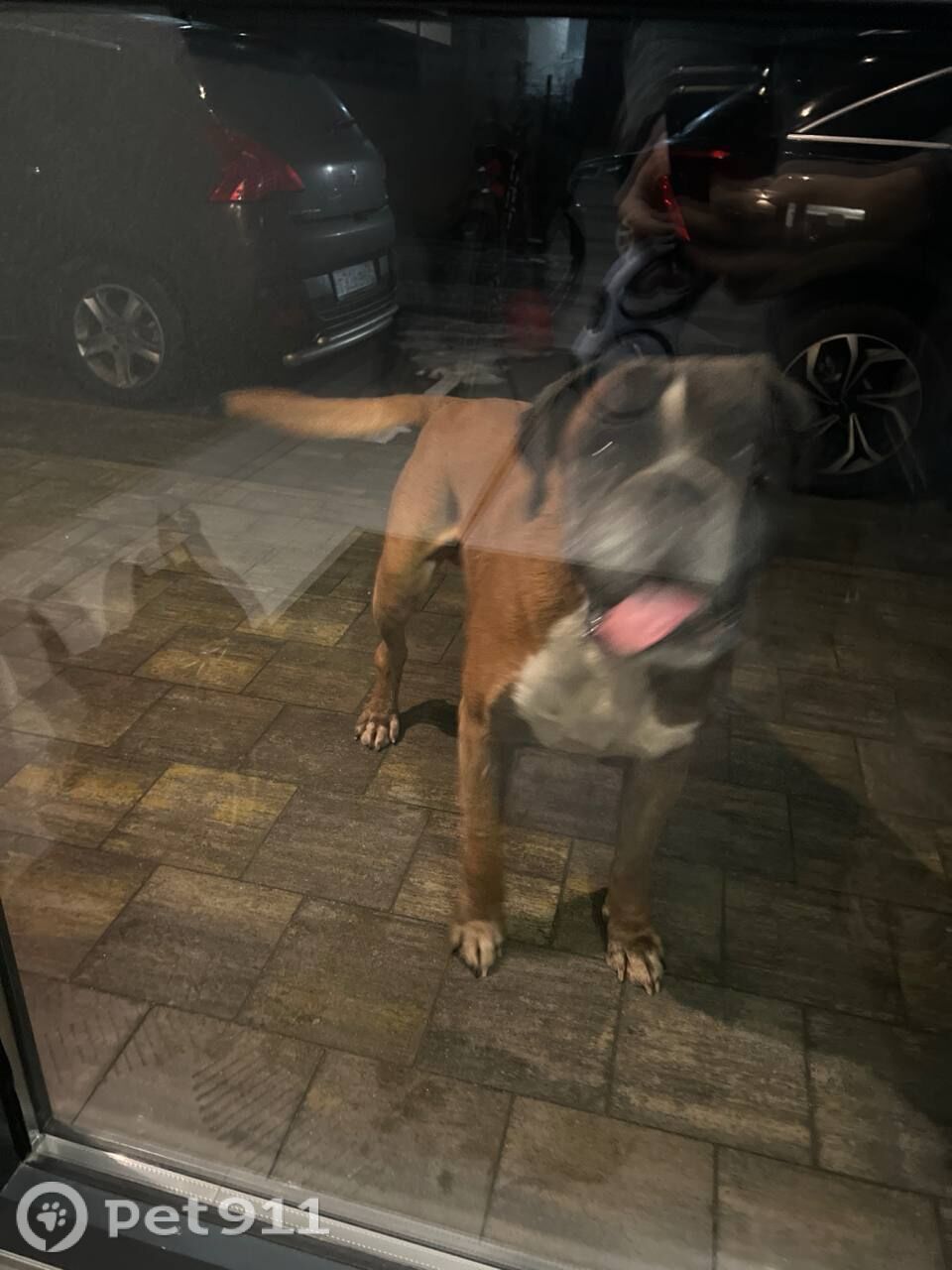 Найдена собака в Калининграде — фото объявления