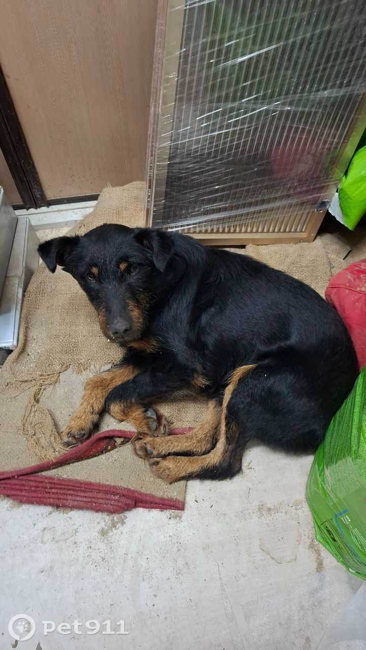 Найдена собака в Калининграде — фото объявления