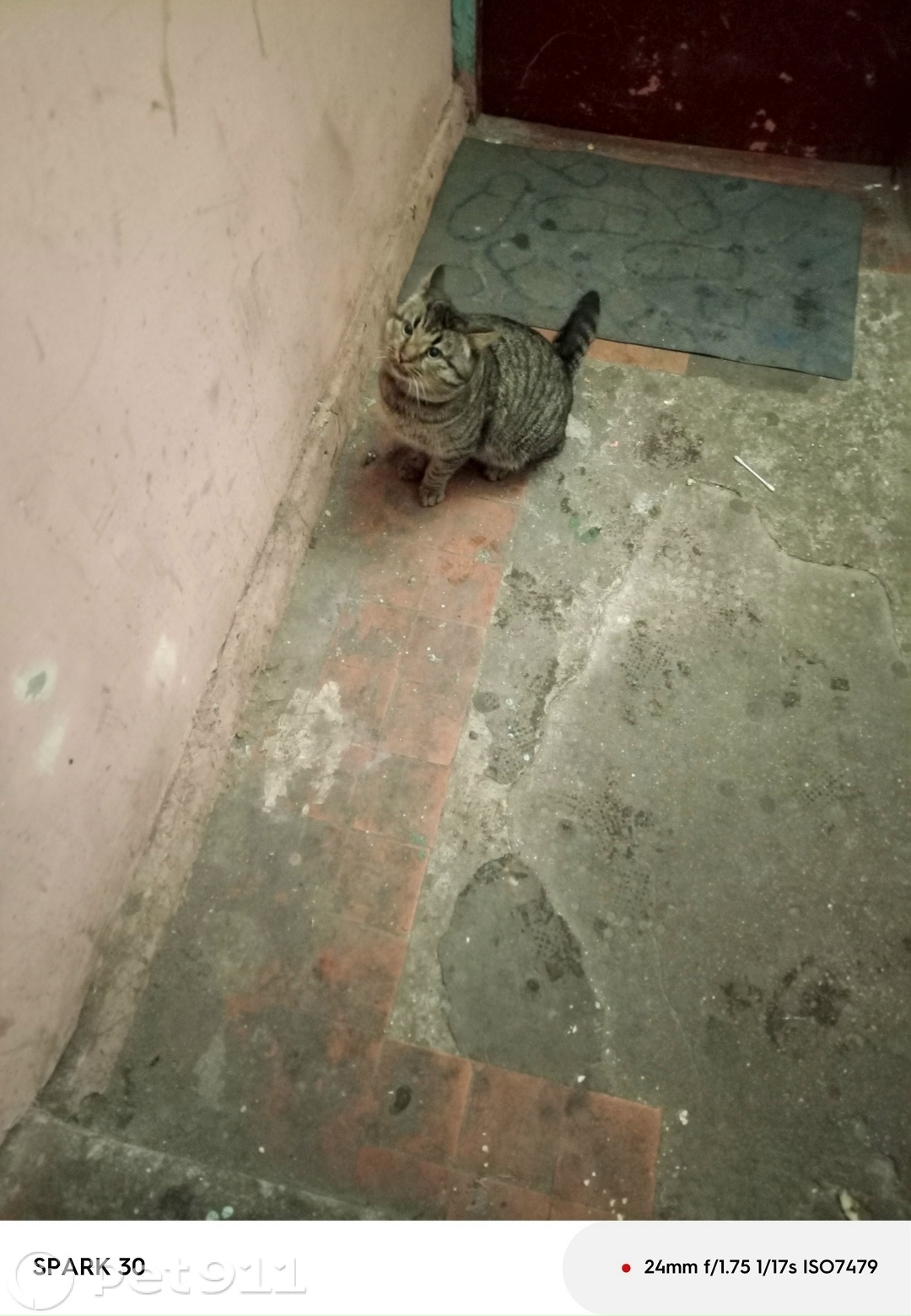 Найдена кошка в Калининграде — фото объявления