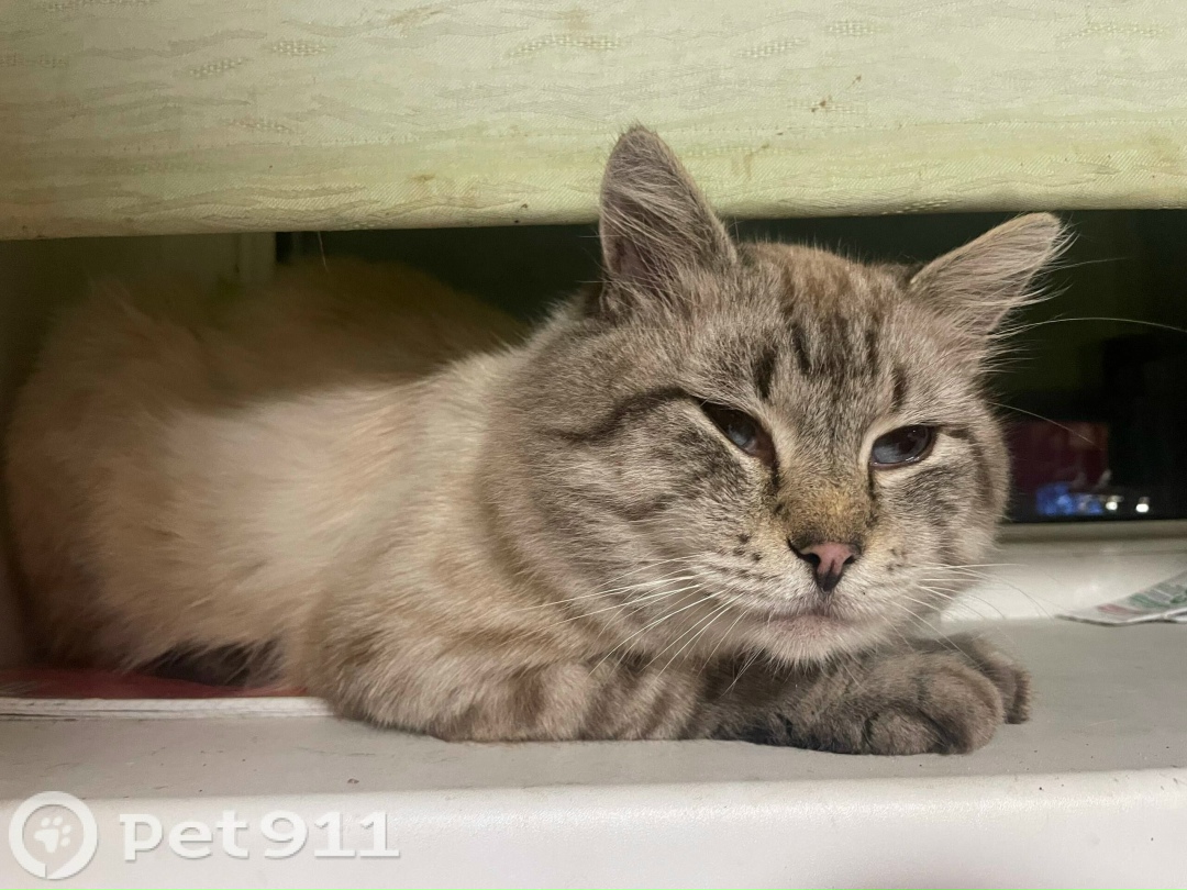 Найдена кошка в Калининграде — фото объявления