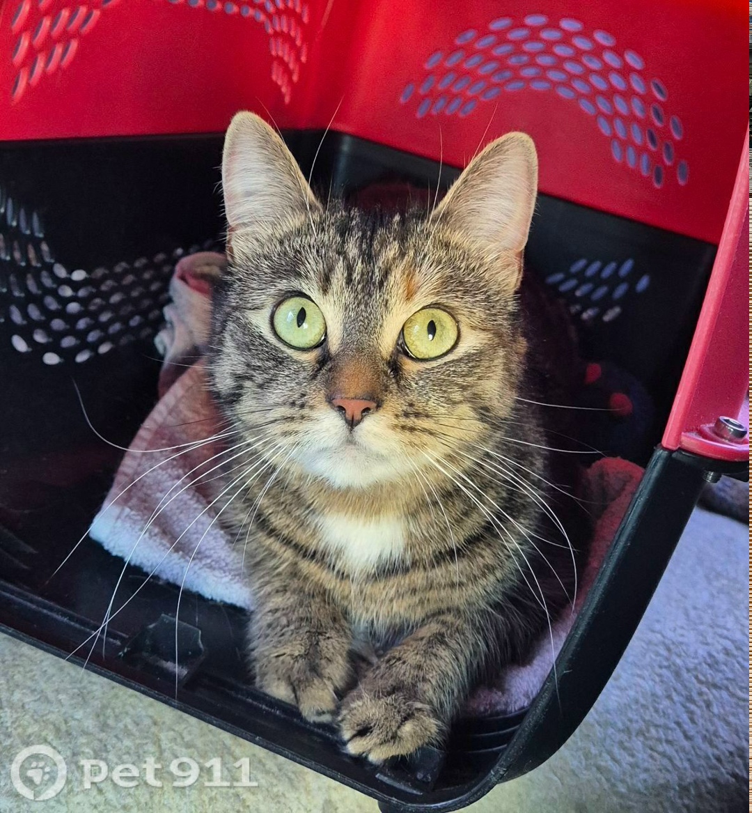 Пропала кошка в Калининграде — фото объявления