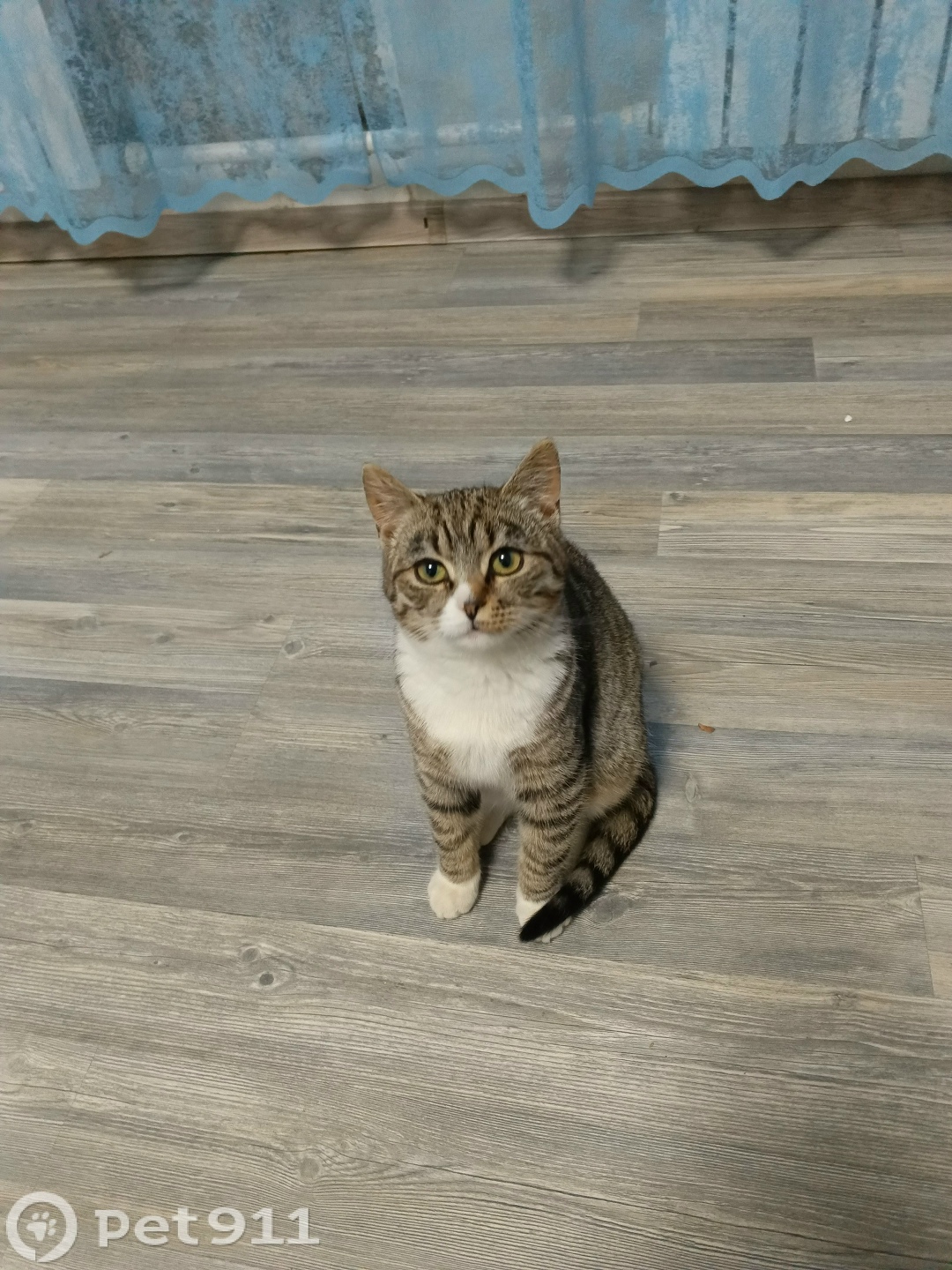 Найдена кошка в Калининграде — фото объявления