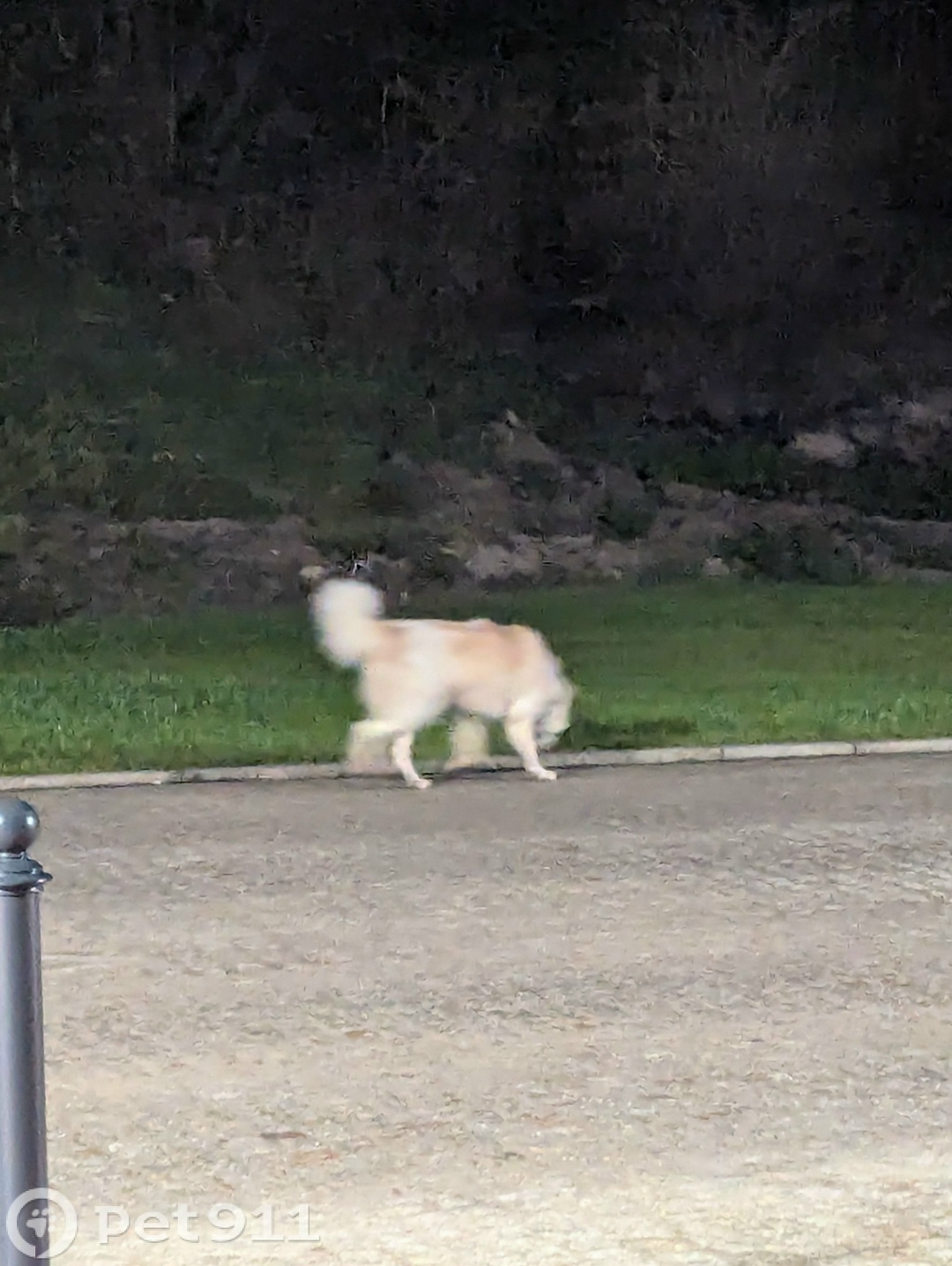 Найдена собака в Калининграде — фото объявления