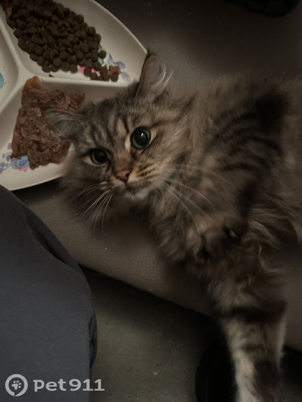 Найдена кошка в Калининграде — фото объявления