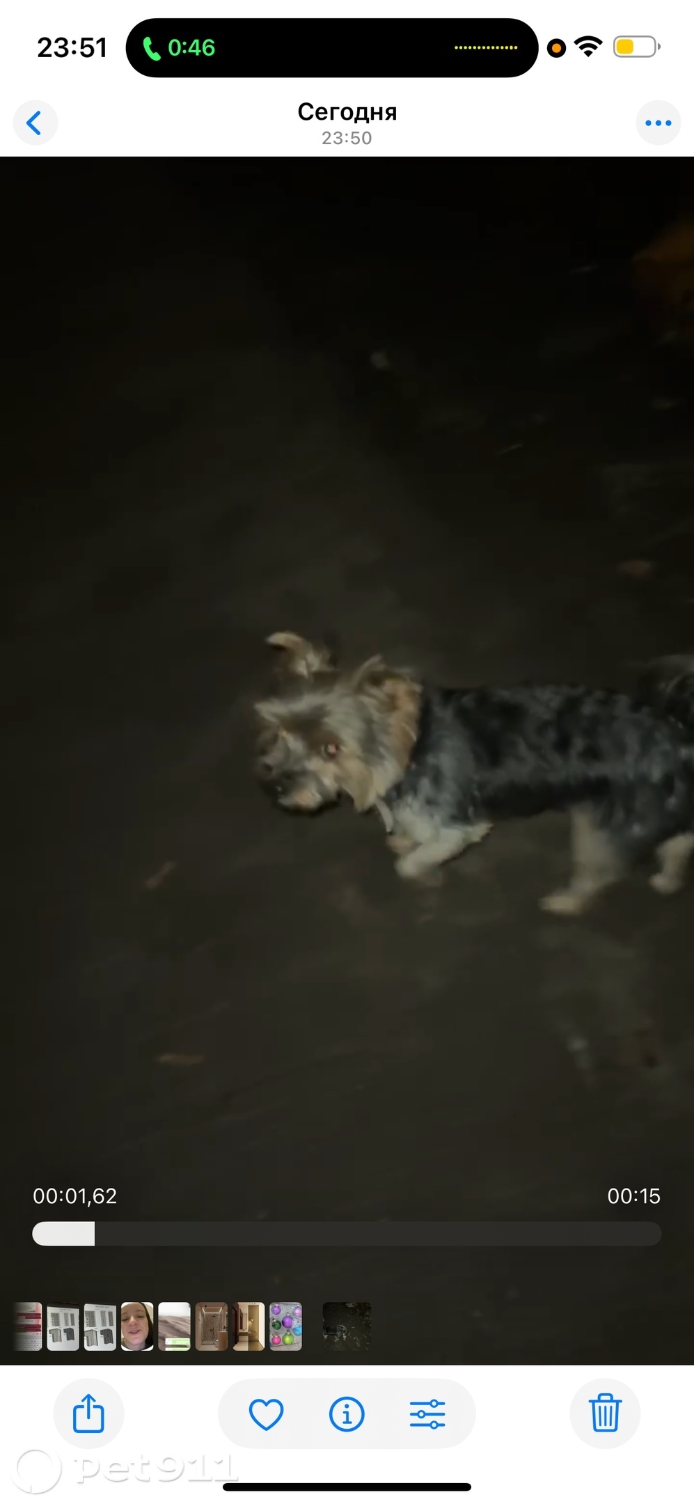 Найдена собака в Калининграде — фото объявления