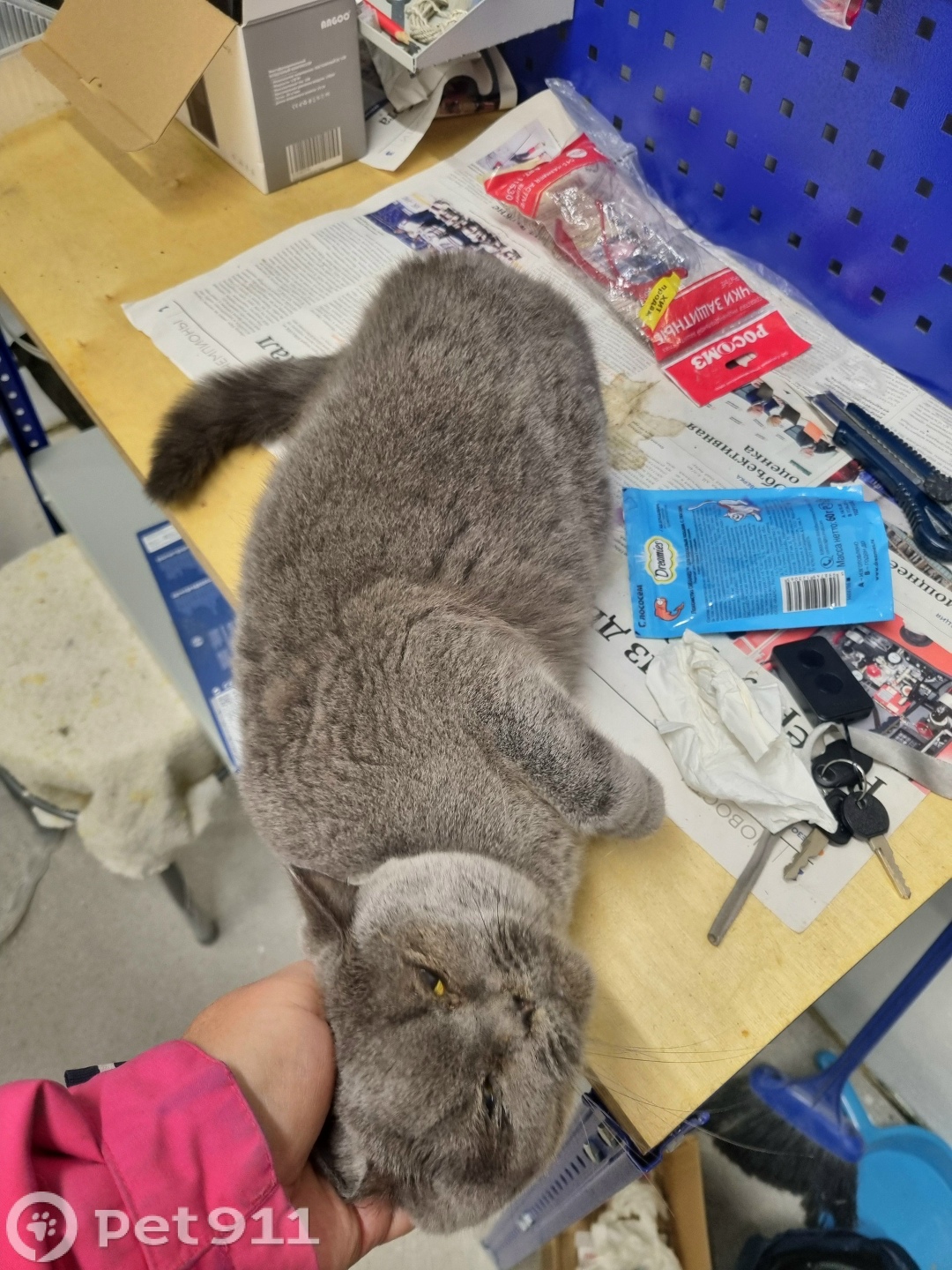 Найдена кошка в Калининграде — фото объявления