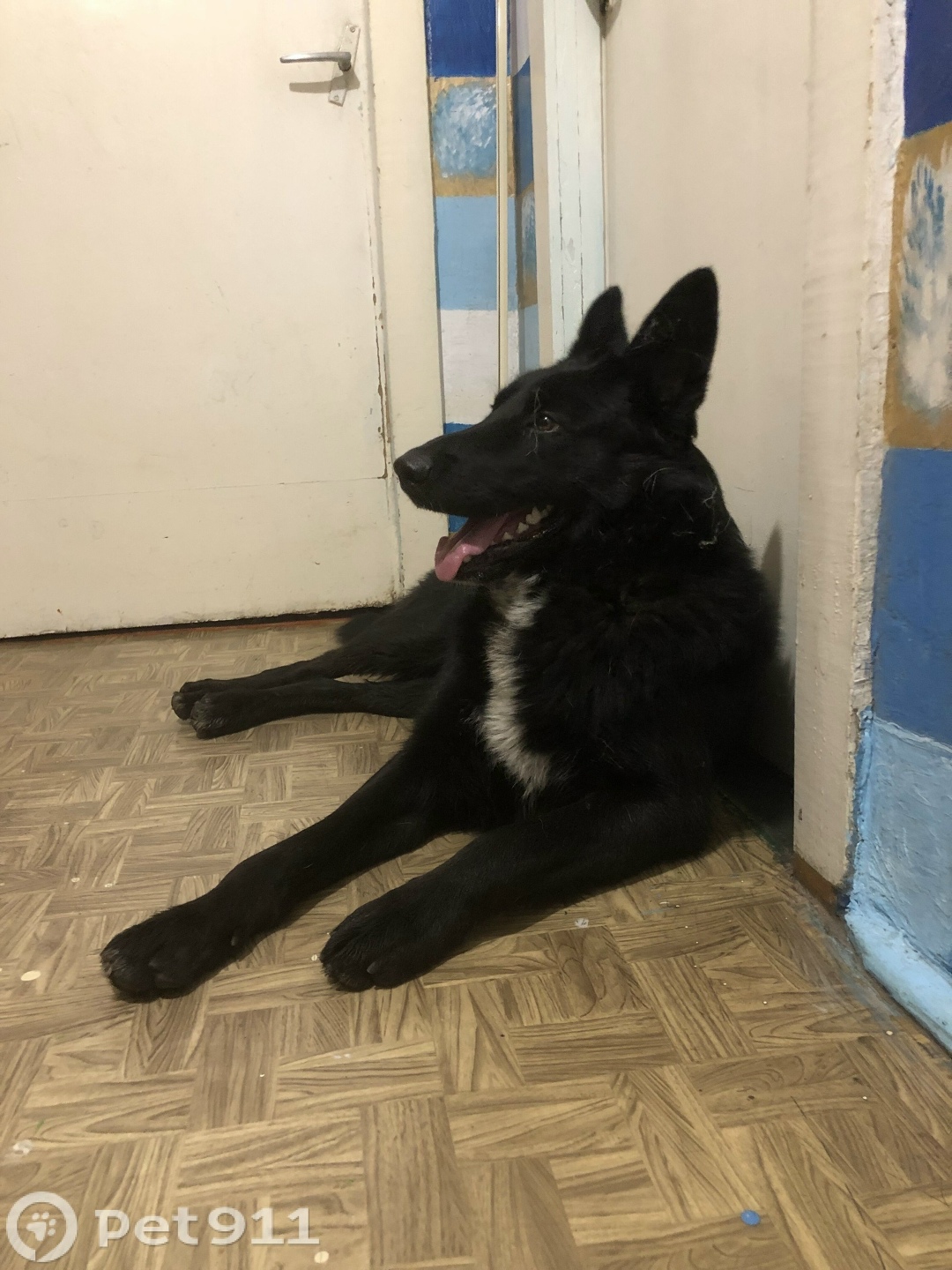 Найдена собака в Калининграде — фото объявления