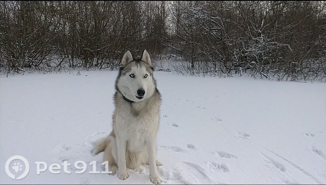 Пропала собака в Калининграде — фото объявления