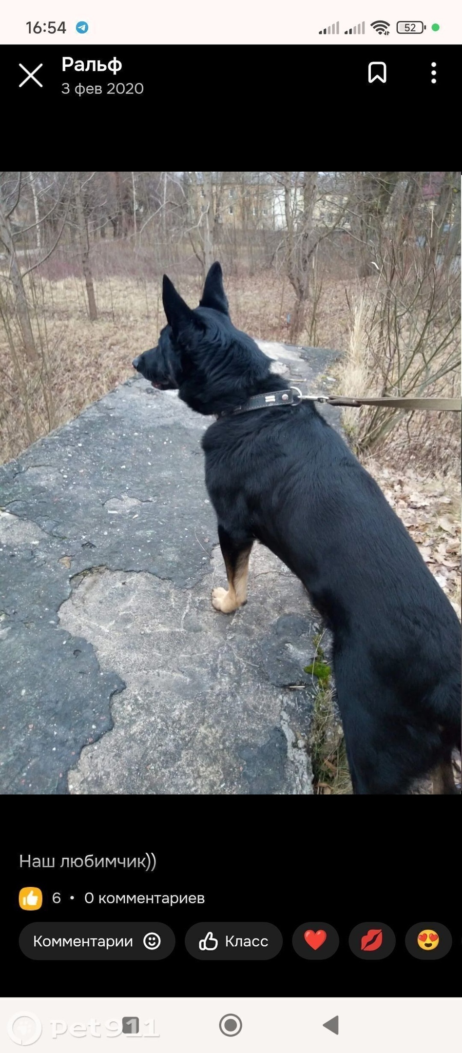Пропала собака в Калининграде — фото объявления