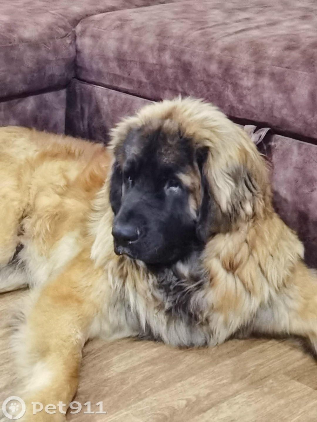 Пропала собака в Калининграде — фото объявления