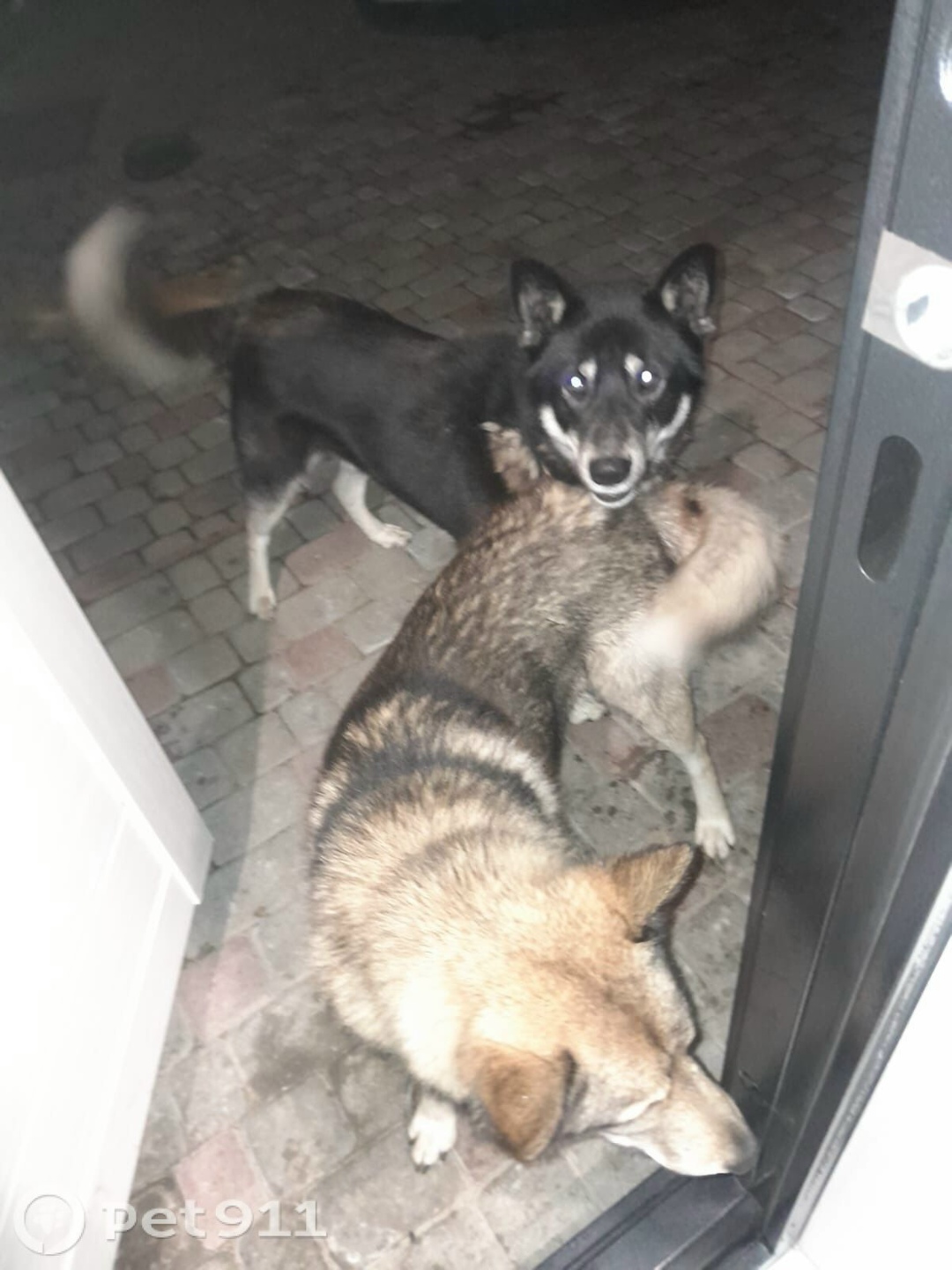 Пропала собака в Калининграде — фото объявления