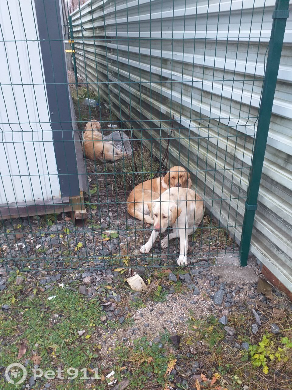 Найдена собака в Калининграде — фото объявления