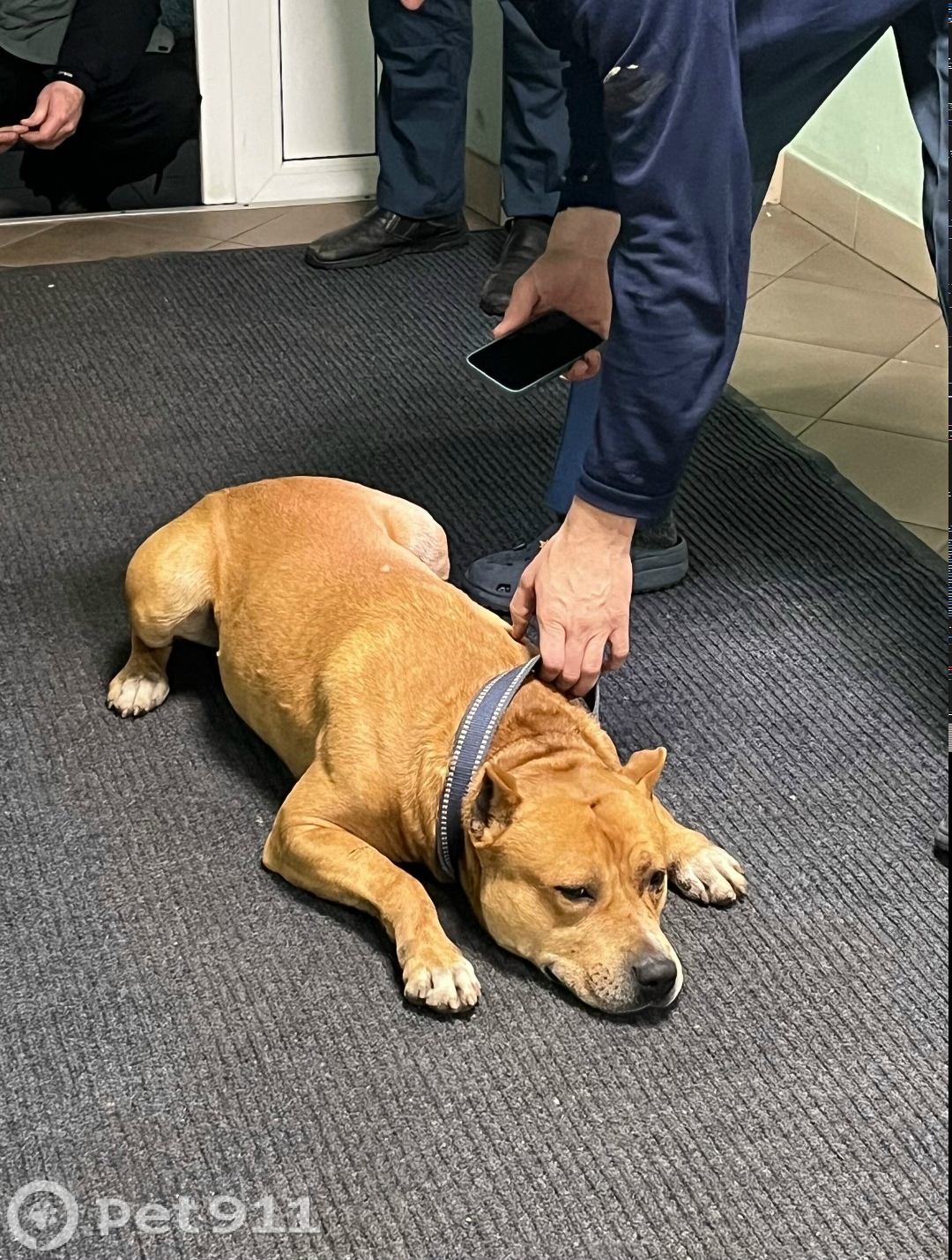 Найдена собака в Калининграде — фото объявления