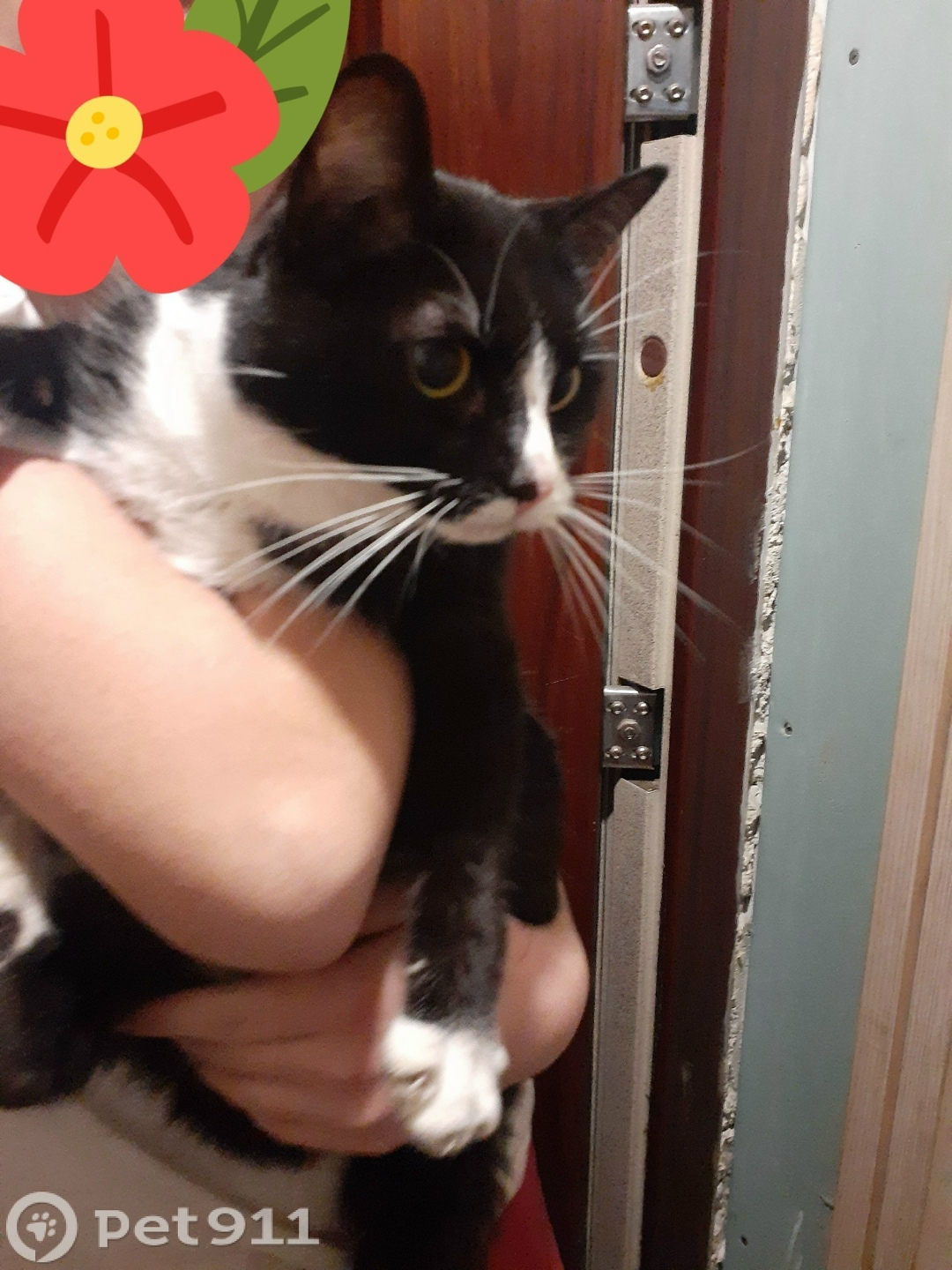 Найдена кошка в Калининграде — фото объявления