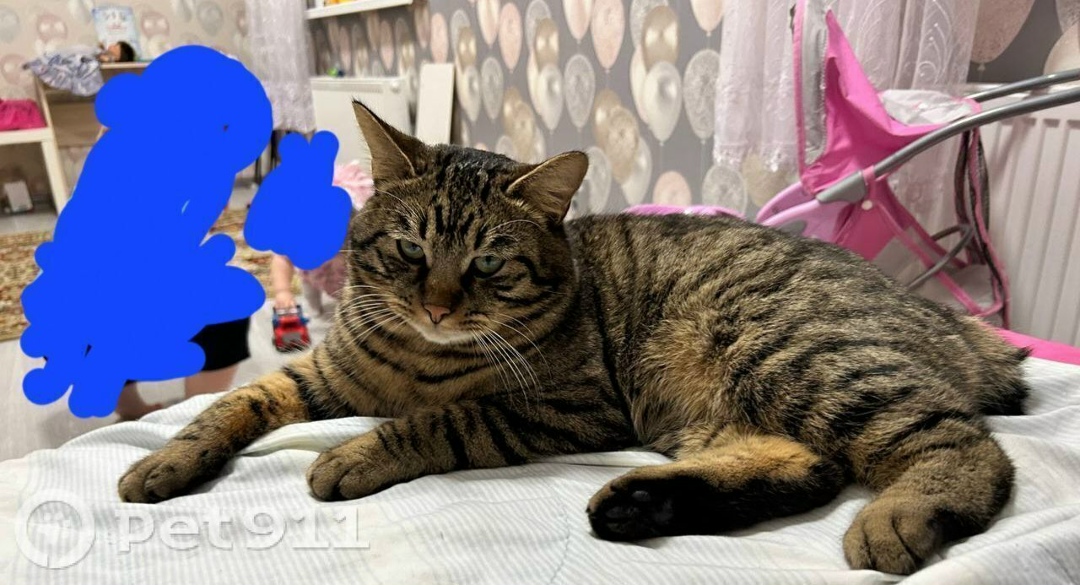 Пропала кошка в Калининграде — фото объявления