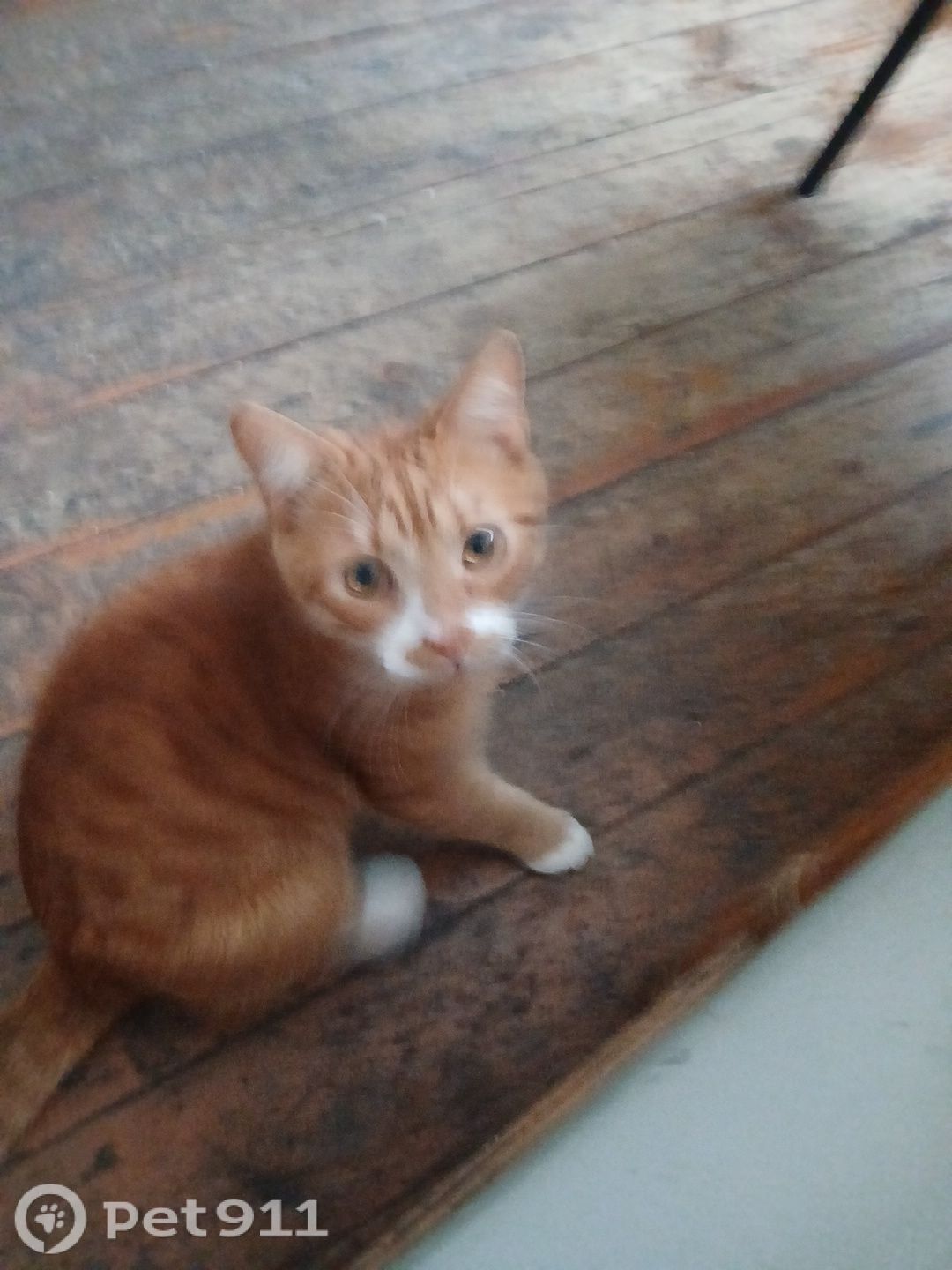 Пропала кошка в Калининграде — фото объявления