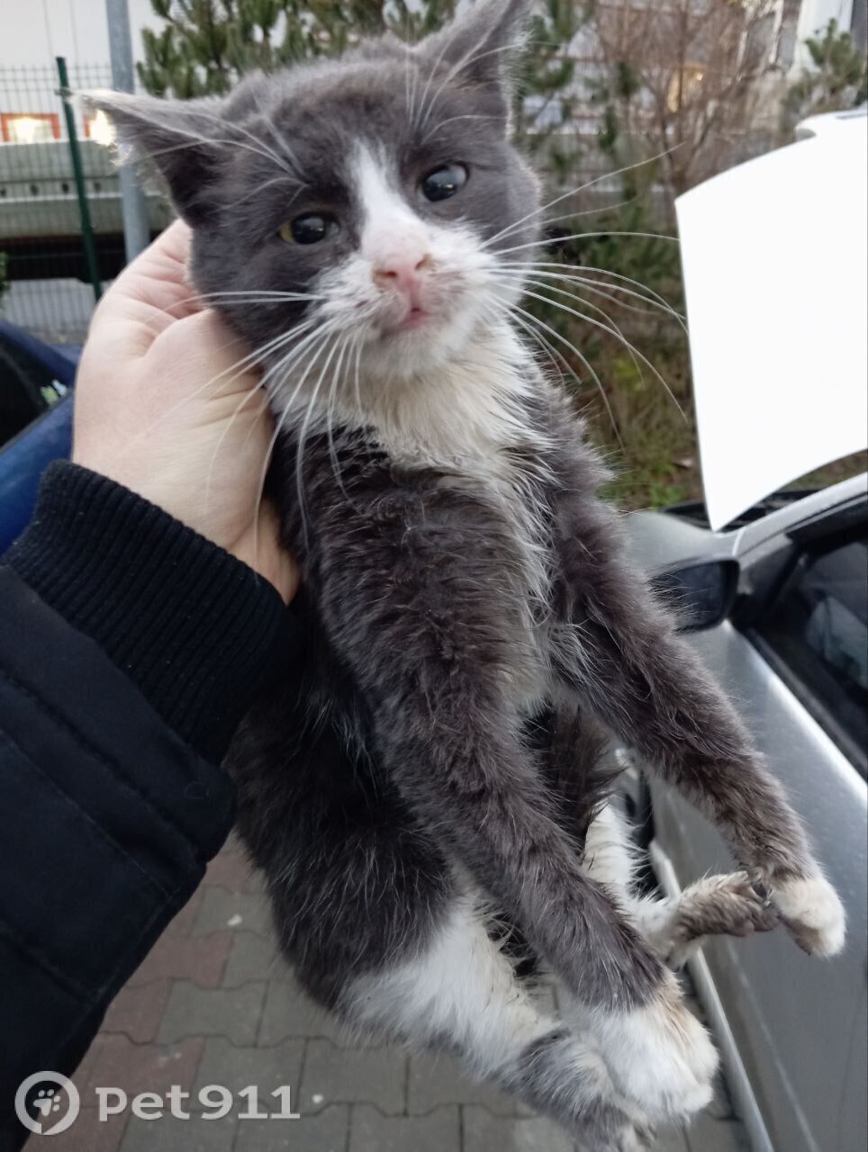 Найдена кошка в Калининграде — фото объявления