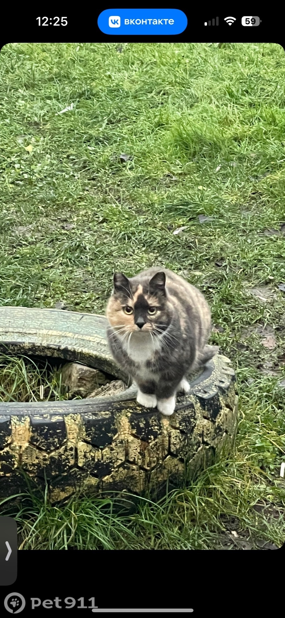 Найдена кошка в Калининграде — фото объявления