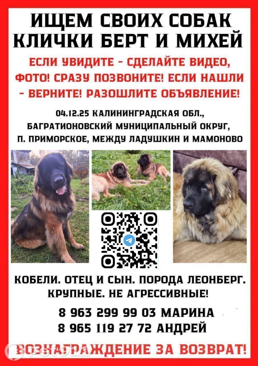Пропала собака в Калининграде — фото объявления