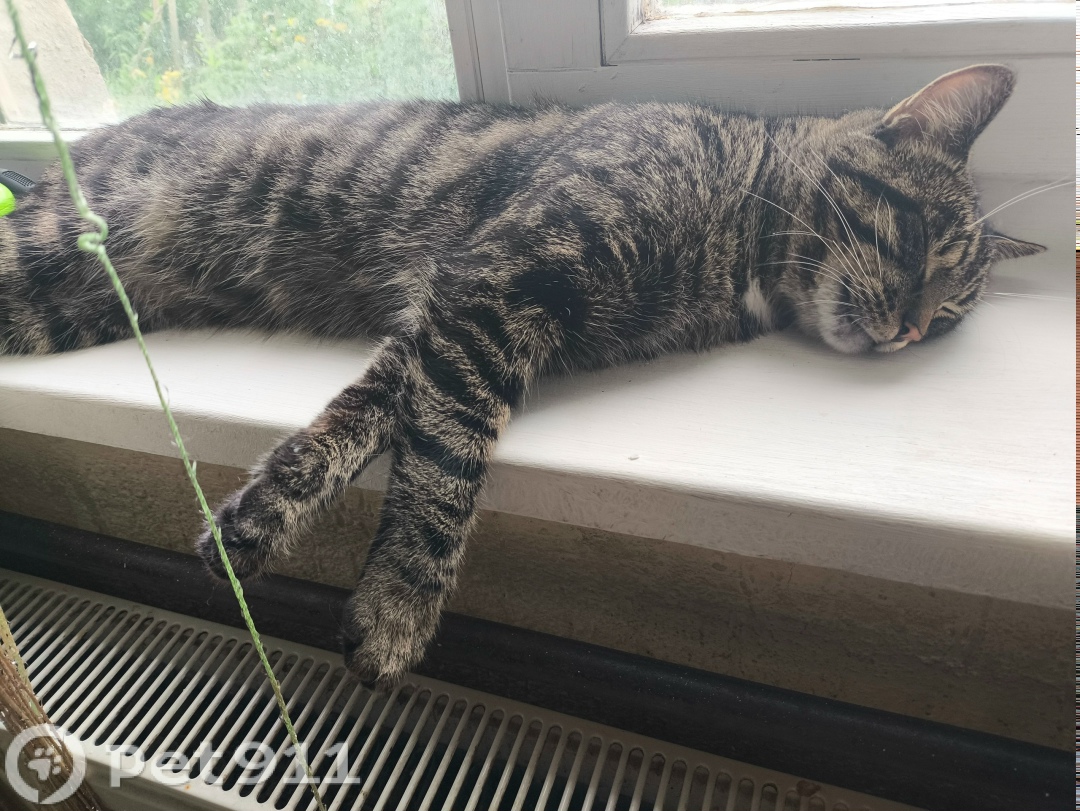 Пропала кошка в Калининграде — фото объявления