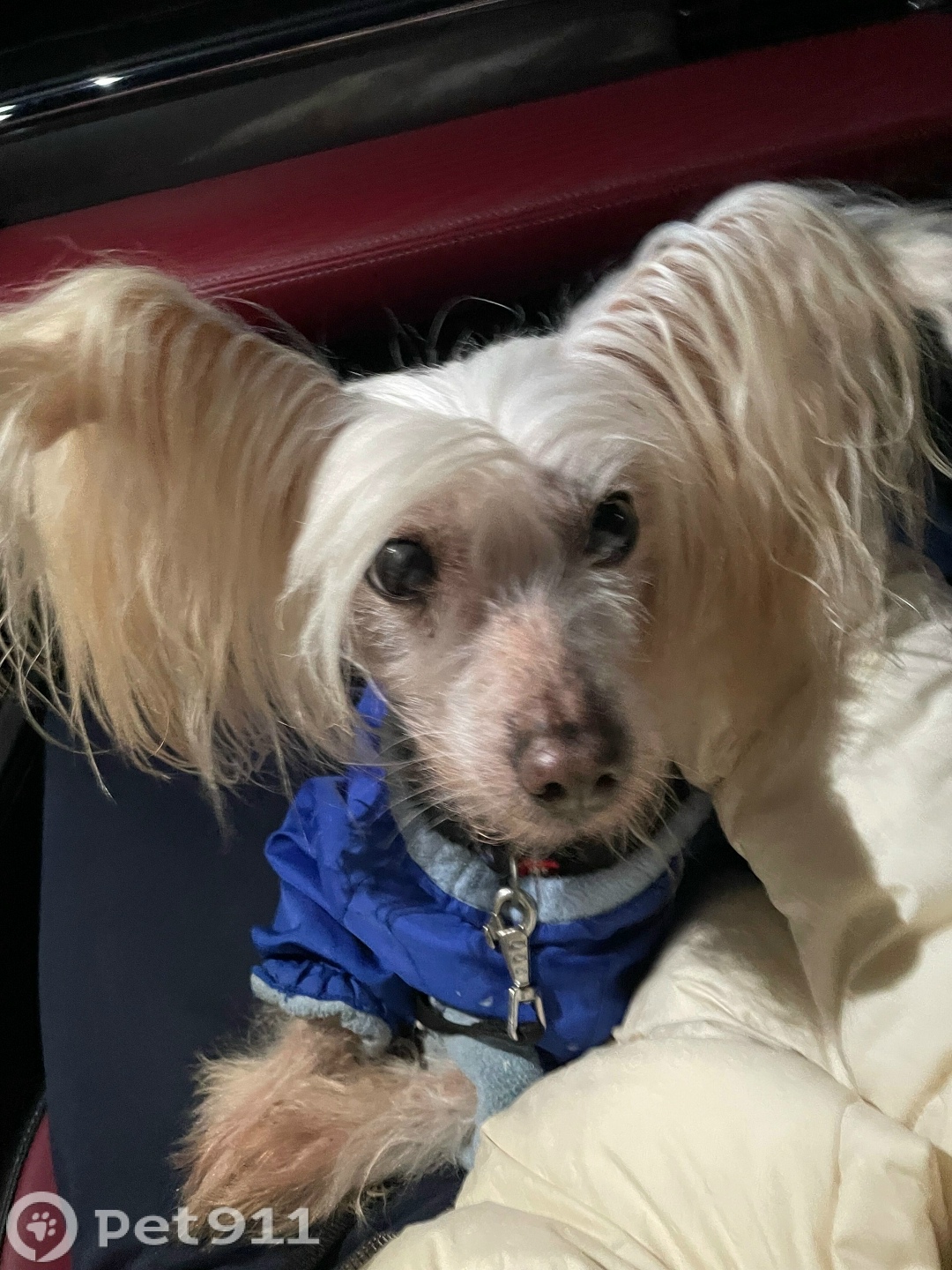 Найдена собака в Калининграде — фото объявления