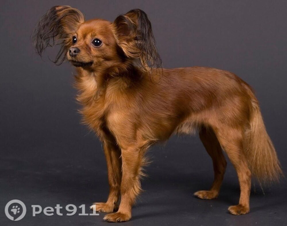 Найдена собака в Калининграде — фото объявления