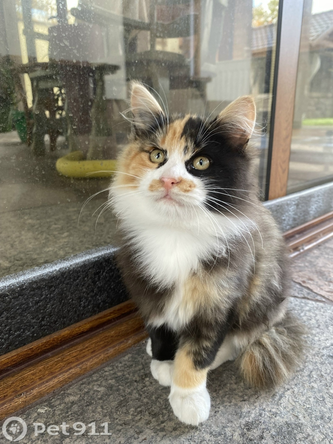 Пропала кошка в Калининграде — фото объявления