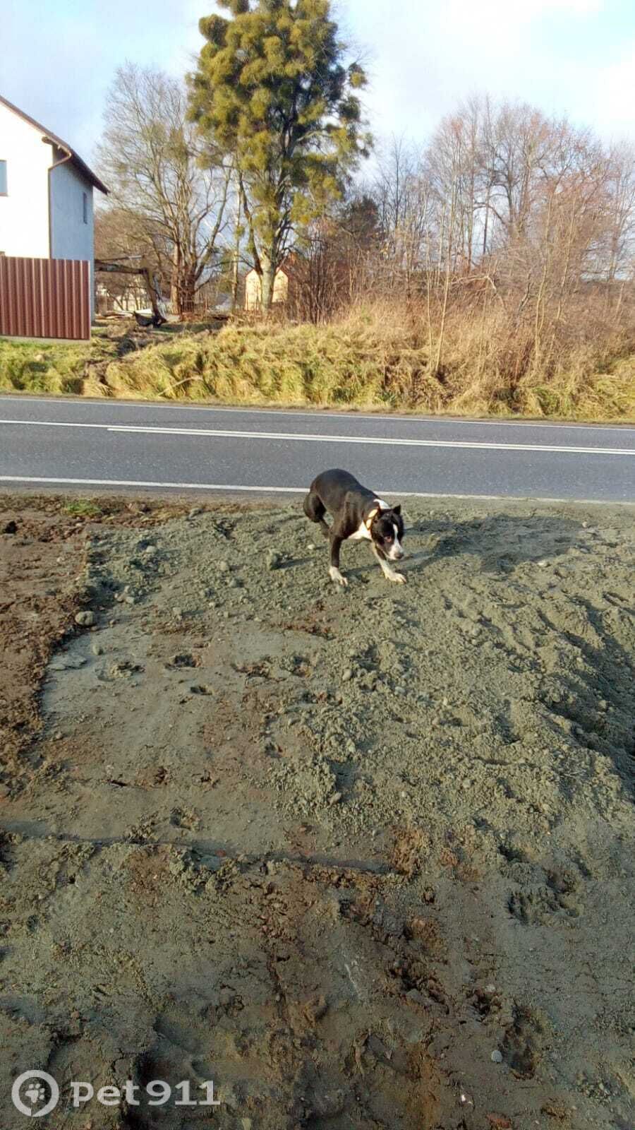 Найдена собака в Калининграде — фото объявления